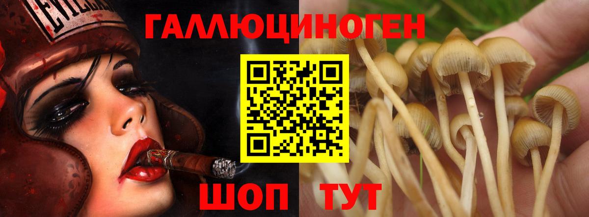 Подольск  Псилоцибиновые грибы GOLDEN TEACHER  Вход с VPN 